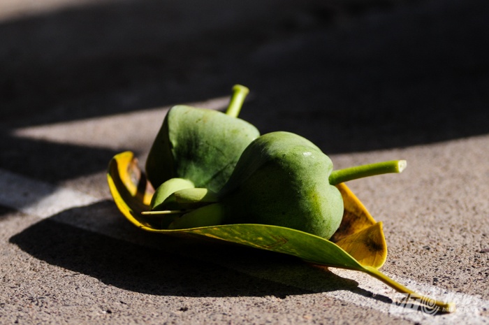 Quả bàng vuông, một trong những đặc điểm nổi bật về thực vật trên quần đảo Trường Sa.