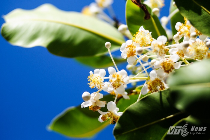 Đây là cây mù u lâu năm sống trên đảo Sinh Tồn.