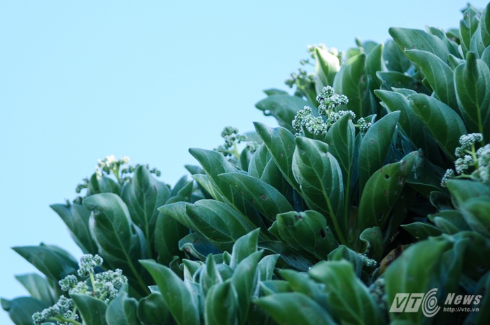 Hoa phong ba trên đảo Sinh Tồn.