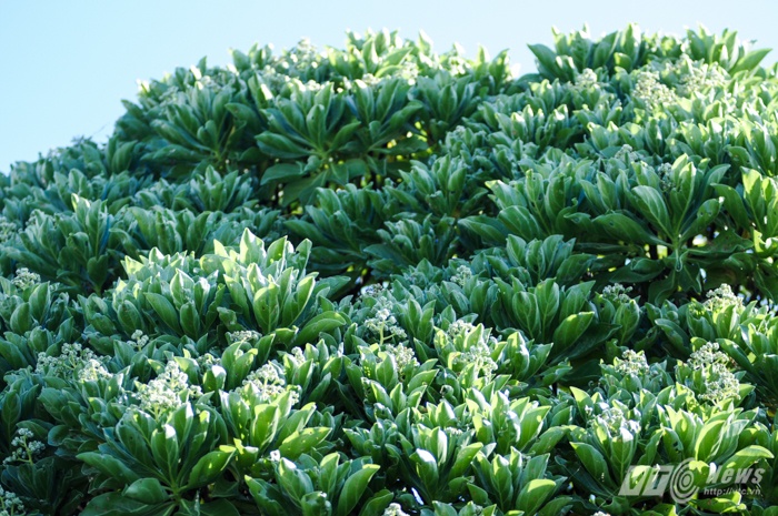 Cây phong ba sống ngay sát mép nước, như một thành lũy chắn sóng, gió cho các hòn đảo.