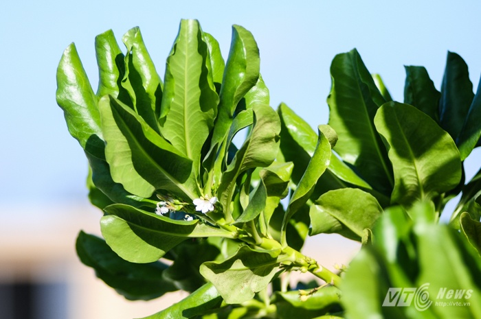 Những bông hoa trắng li ti của cây bão táp.