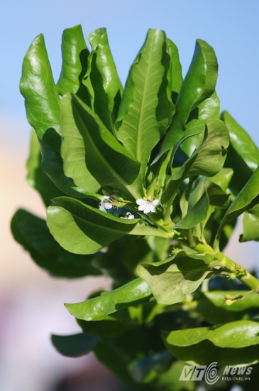 Dù mỏng manh nhưng cây bão táp có sức sống mạnh, mọc dày ở rìa, che chắn cho đảo.