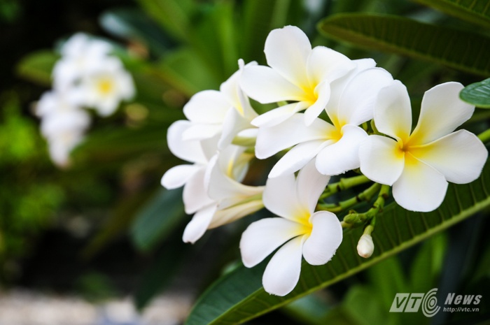 Đóa hoa sứ trắng ở chùa trên đảo Trường Sa lớn.