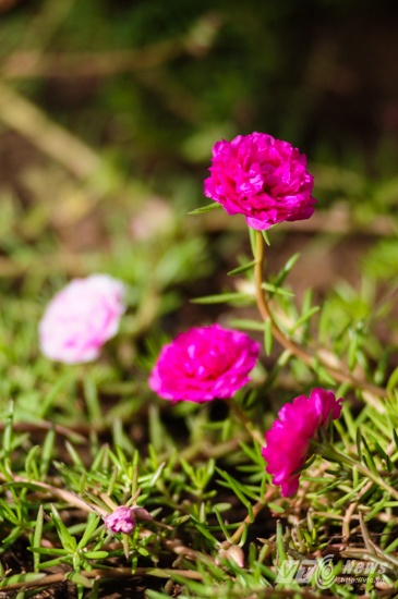 Hoa mười giờ được trồng trên đảo Sinh Tồn.