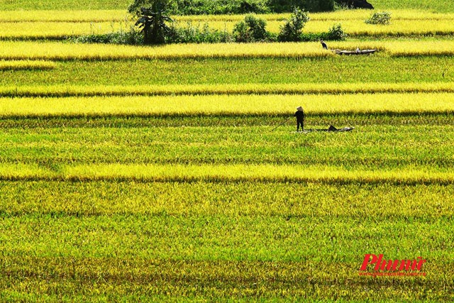 Mùa vàng Tam Cốc: Mỗi năm vào cuối tháng 5, dân chụp ảnh đều “đổ xô” đến Tam Cốc để chụp những bức ảnh mùa lúa chín - mùa vàng, tuyệt đẹp. Những cánh đồng lúa tại đây chỉ trồng được một vụ chiêm, lúa sẽ chín rộ vào dịp cuối tháng 5, đầu tháng 6 trong khoảng thời gian hai tuần. Ảnh: Cao Cát.