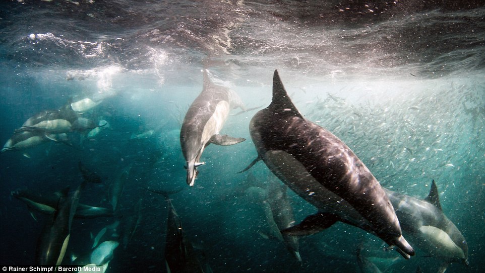 Khoanh khac tuyet dep khi ca heo san moi hinh anh