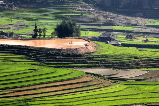 Một người dân đang cày bừa trên thửa ruộng hình trái tim. Ảnh: Thủy Trần.