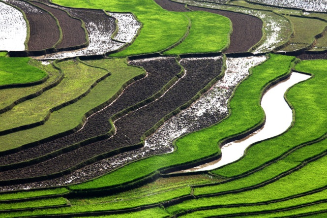 Những thửa ruộng mới làm đất, đổ nước và gieo mạ nằm xen kẽ tạo nên một khung cảnh tuyệt đẹp. Ảnh: Thủy Trần.