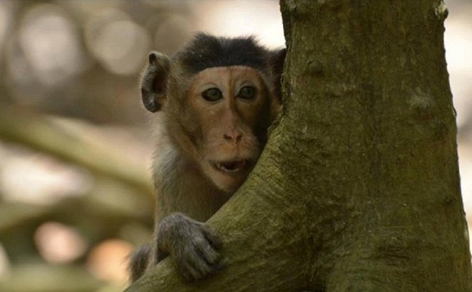 He len Cat Tien ngu rung hinh anh