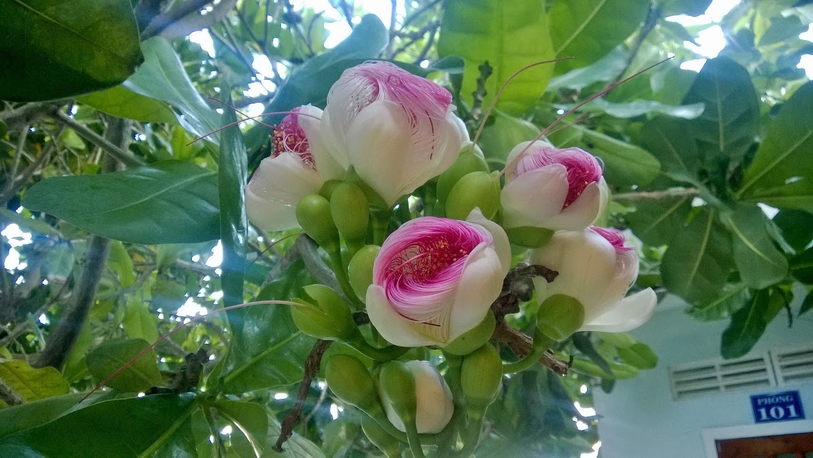 Đây cũng là loài cây chịu đựng gió bão và sự khắc nghiệt của thiên nhiên rất kiên cường, là tượng trưng cho sự kiên cường bất khuất như cây phong ba và là biểu tượng của các đảo tiền tiêu của Việt Nam như Trường Sa, Cồn Cỏ, Lý Sơn, Côn Đảo....