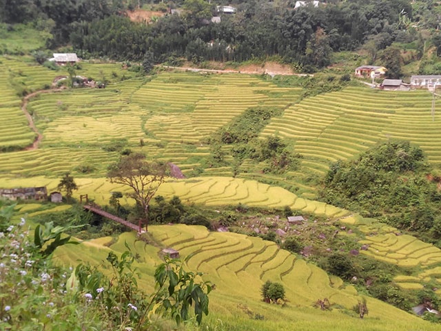 Bên cạnh bản Tả Van là bãi đá cổ Sa Pa với hàng trăm hòn đá sa thạch có khắc những hình vẽ, ký tự kỳ lạ đến nay vẫn chưa xác định được nguồn gốc và ý nghĩa. Với những bạn yêu thích khám phá có thể tiếp tục đi xuyên qua bãi đá cổ để vào bản Thanh Kim của người Dao Đỏ, nơi đây có những thửa ruộng bậc thang đẹp không kém gì ở bản Lao Chải và Tả Van.