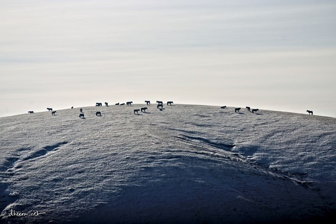 Một đàn gia súc trên đỉnh một ngọn núi mùa đông.