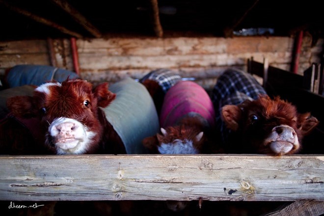 Gia súc ấm áp trong chuồng trong ngày lạnh giá ở miền quê.