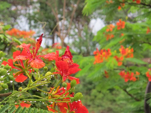Tháng Sáu ngắm hoa phượng đỏ, nương mình vào những cảm xúc ngọt ngào như cơn mưa ngang qua, chợt muốn mình như cánh buồm phiêu du để được làm thơ cho hoa phượng đỏ: