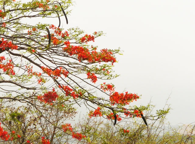 Pho bien va pho nui ruc mau phuong do hinh anh