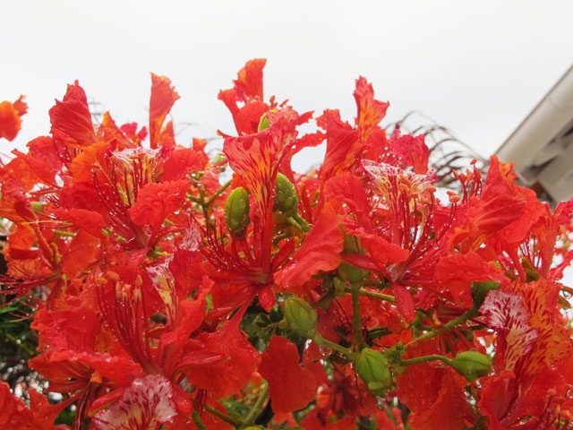 Bây giờ, tháng Sáu. Hoa phượng đã bắt đầu đỏ rực trên những con đường, những khoảng trời tôi đi qua. “Cái màu gì thật khó chia tay ấy” quả thật dễ khiến lòng người xao xuyến. Có gì đó thương nhớ, bâng khuâng, ùa về cảm xúc của một thời mộng mơ “nhặt hoa phượng rơi trên sân trường vang tiếng ve”, ép thành bướm phượng làm lưu bút cho nhau.