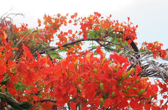 Những tháng Sáu cứ đến rồi đi qua cuộc đời, để những