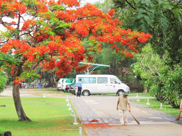 Hoa phượng bỗng trở thành “màu hoa tháng Sáu”, đầy chất thơ như câu hát “Con đường học trò anh đưa em đi…”. Cái màu nhung nhớ và đẹp đến nao lòng ấy, bây giờ đang cùng nhau nhuộm đỏ phố biển và phố núi, hòa lẫn vào màu tháp cổ rêu phong và cũng có thể là tan trong những ký ức miên viễn của người nhìn thấy. Để những cung đường xa bỗng hóa nhẹ nhàng…