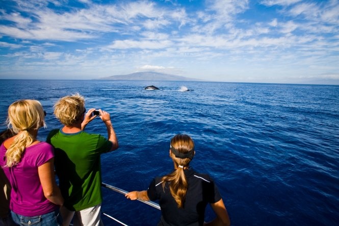 Ngắm cá voi trên biển Hawaii. Ảnh: Wordpress.