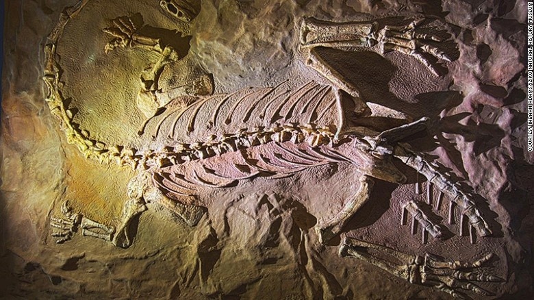 Bảo tàng Iziko, Cape Town, Nam Phi: Tuy Nam Phi không gợi lên hình ảnh của khủng long bạo chúa hay khủng long cổ dài, nhưng bảo tàng Iziko có những mẫu vật đặc trưng của bò sát cổ đại từ vùng Karoo tại đây. Ngoài rất nhiều cuộc triển lãm, bảo tàng chủ yếu trưng bày những mẫu hóa thạch tiền sử ít được biết tới và những họ hàng gần của chúng có nguồn gốc từ Nam Phi tới Marrakech của Maroc.