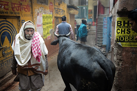 Gia súc lang thang trên đường phố tại Vanasari.