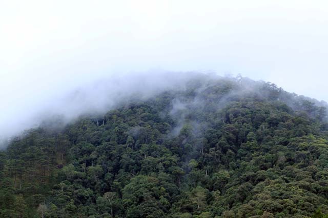 ên Đà Lạt tháng 6, bạn sẽ có dịp ngắm mây giăng khắp núi, rừng...