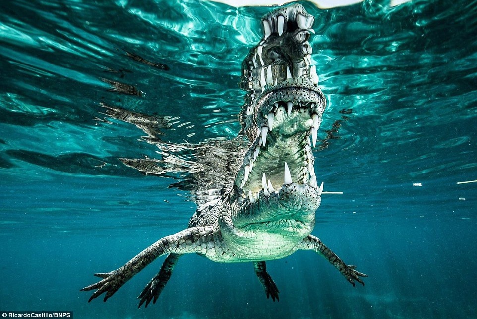 Không có bất kỳ thiết bị bảo hộ nào cho nhiếp ảnh gia người Mexico, ngoài máy ảnh và kinh nghiệm bơi lặn cùng những động vật nguy hiểm. Kết quả anh đã ghi lại bộ ảnh tuyệt đẹp này, với khoảng cách rất gần về loài cá sấu nguy hiểm.