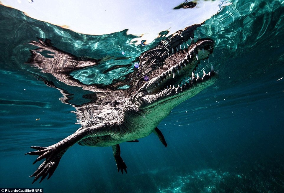 Có thời điểm, loài bò sát khổng lồ có chiều dài gần 4 mét này còn chạm hẳn vào ống kính máy ảnh của Ricardo, cho phép anh có được những bức hình cận cảnh bộ hàm rất lớn và nguy hiểm của nó.