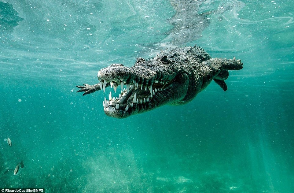 “Bạn sẽ gặp những mối nguy hiểm bởi chúng là động vật hoang dã, tuy nhiên nếu bạn tìm hiểu để biết về hành vi của chúng, bạn hoàn toàn có thể dự đoán được những điều đang xảy ra. Điều đó sẽ được chứng minh khi bạn rời khỏi vùng nước nguy hiểm đó một cách an toàn”.