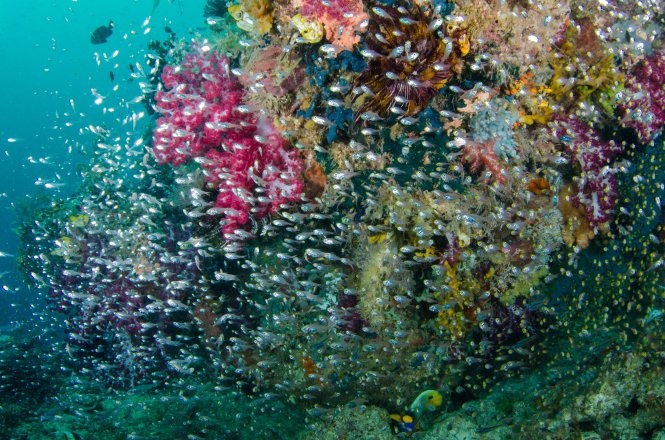 Theo giới nghiên cứu, Raja Ampat có ít nhất 1.400 loài cá nhiệt đới, hơn 700 loài động vật thân mềm, 57 loài tôm bọ ngựa, 13 loài động vật biển có vú, 600 loài san hô cứng... Ảnh: Wordpress.