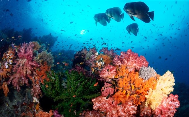 Bức tranh thiên nhiên ở Raja Ampat còn được chấm phá bằng hình ảnh những đầm phá xanh biếc, rừng ngập mặn và rừng nguyên sinh. Ảnh: Wordpress.