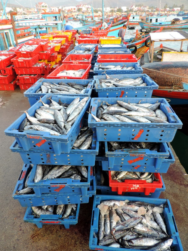 Lượng hải sản mua bán qua cảng khá nhiều so với các cảng cá khác ở Khánh Hòa.