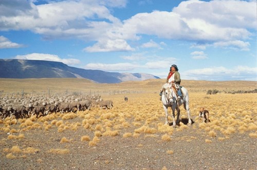 Hình ảnh tay chăn bò gaucho trên đồng cỏ Pampas.