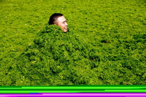 Nhiều du khách thích thú với đám tảo khổng lồ ở Sơn Đông.