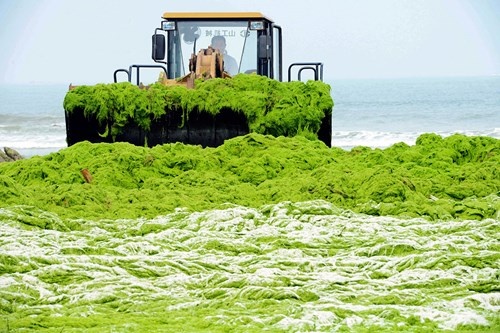 Các nhà chức trách địa phương đau đầu với nạn tảo trên biển.