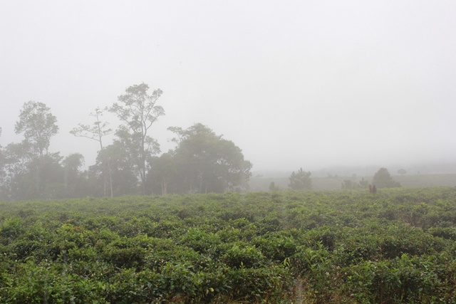 Xung quanh khuôn viên chùa là những nương chè thẳng tấp, ẩn hiện trong màn sương. Một nơi chốn bình yên, thanh tĩnh.