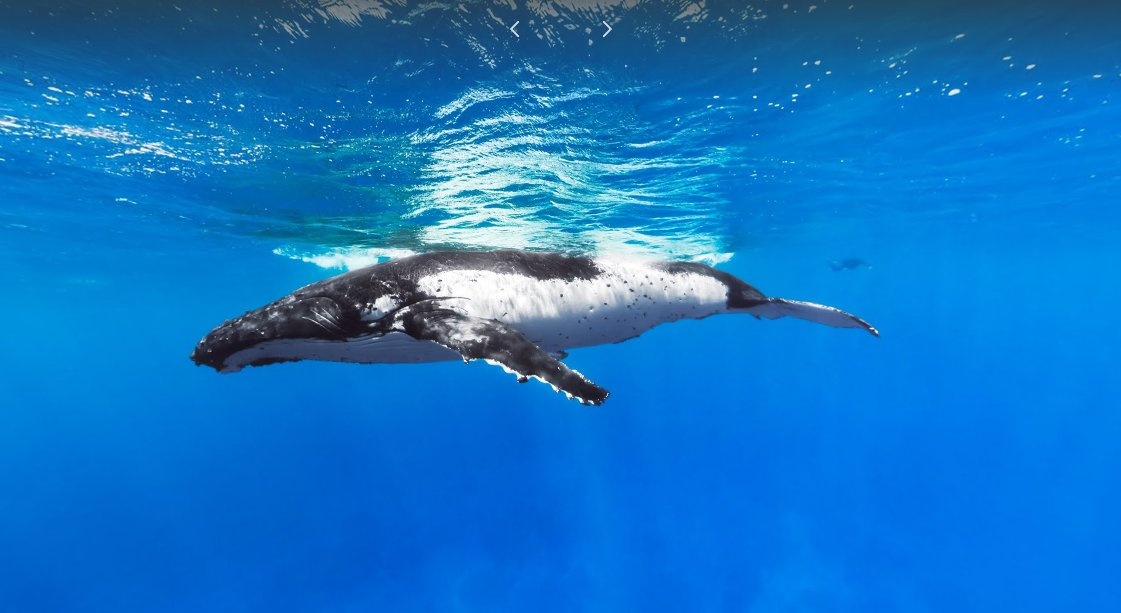 Hình ảnh cá voi lưng gù được chụp tại quần đảo Cook gần Australia. Vào mỗi thời điểm tháng 5 và tháng 10, cá voi lưng gù di cư tới nơi này để tìm kiếm vùng nước ấm hơn cho việc giao phối và nghỉ ngơi.