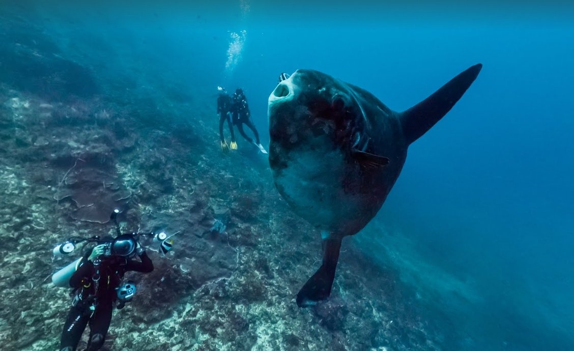 Loài cá mola mola, hay còn gọi là cá mặt trăng, là loài cá xương nặng nhất thế giới, lên tới 2 tấn và dài 3 mét. Chúng thường dành phần lớn thời gian ở độ sâu 180 mét, tuy nhiên một vài thời điểm trong năm bạn có thể thấy chúng nổi lên gần Nusa Penida gần Indonesia.