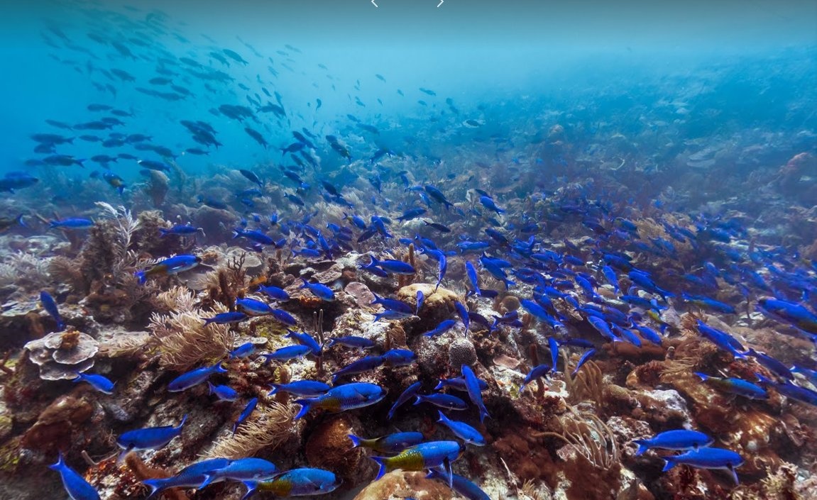 Những đàn cá lớn dưới rặng san hô Mayreau ở biển Caribbean.