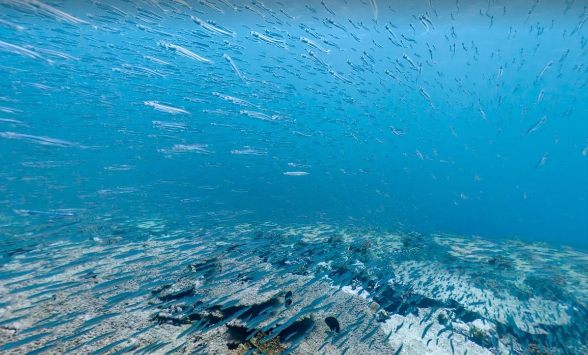 Đàn cá mồi lớn đang bơi gần hòn đảo tại Bắc Chagos.