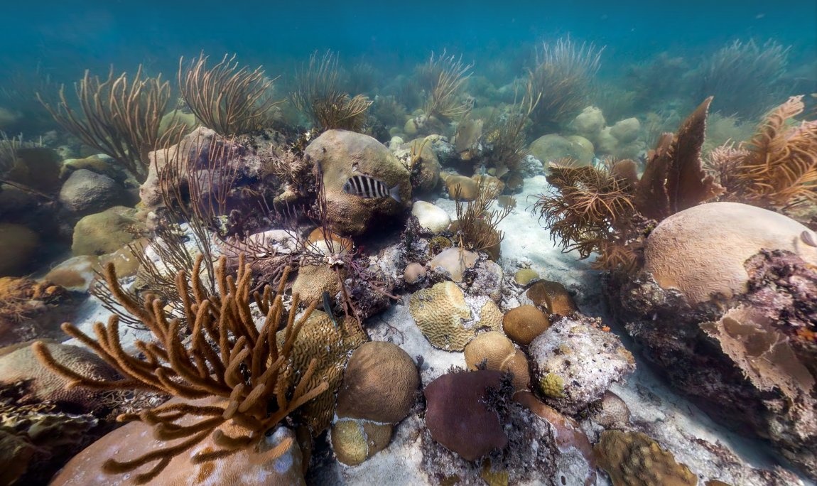 Một rải san hộ tuyệt đẹp được gọi là Cheeca Rocks, tại khu bảo tồn thiên nhiên biển Florida.