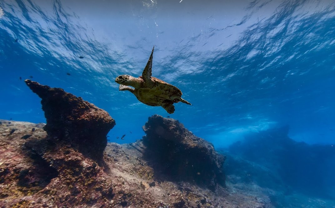 Một con rùa khổng lồ tại Fernando de Noronha, một trong những địa điểm lặn nổi tiếng thế giới gần bờ biển Brazil.