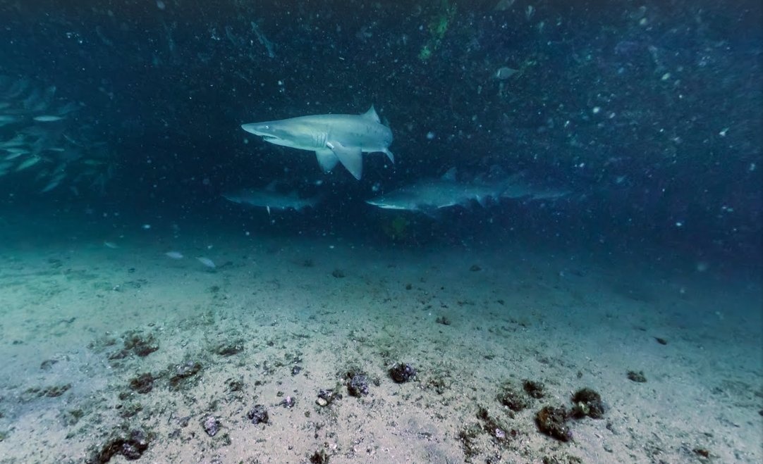 Hình ảnh về những con cá mập hổ xám, được coi là “loài cá mập nguy hiểm nhưng cũng vô hại nhất thế giới”, tìm thấy ngoài khơi bờ biển Maroubra, Australia.