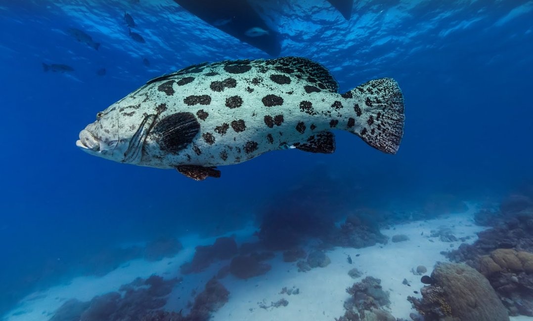 Loài cá rặng san hô này là một trong nhiều loài cá được tìm thấy gần Cod Hole, một trong những điểm được các thợ lặn yêu thích nhất phía Bắc Australia.