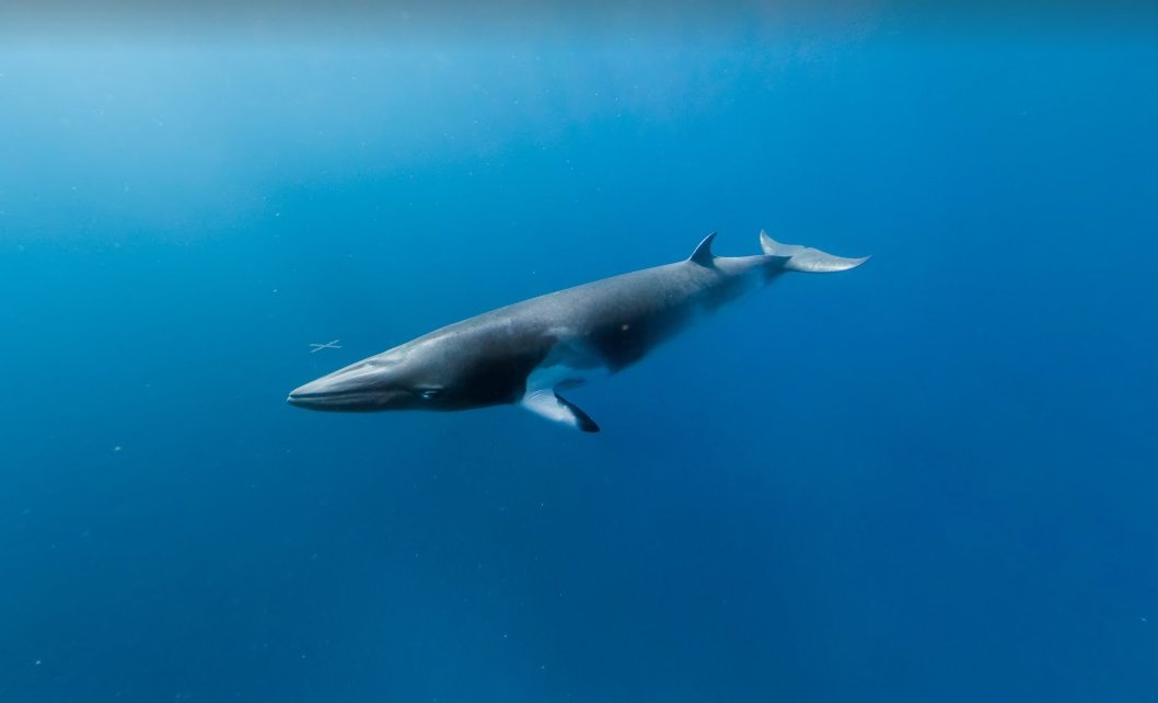 Một con cá voi Minke bị ghi hình tại rặng san hô Great Barrier, đây là rặng san hô lớn nhất thế giới nằm ở phía Đông Bắc Australia.