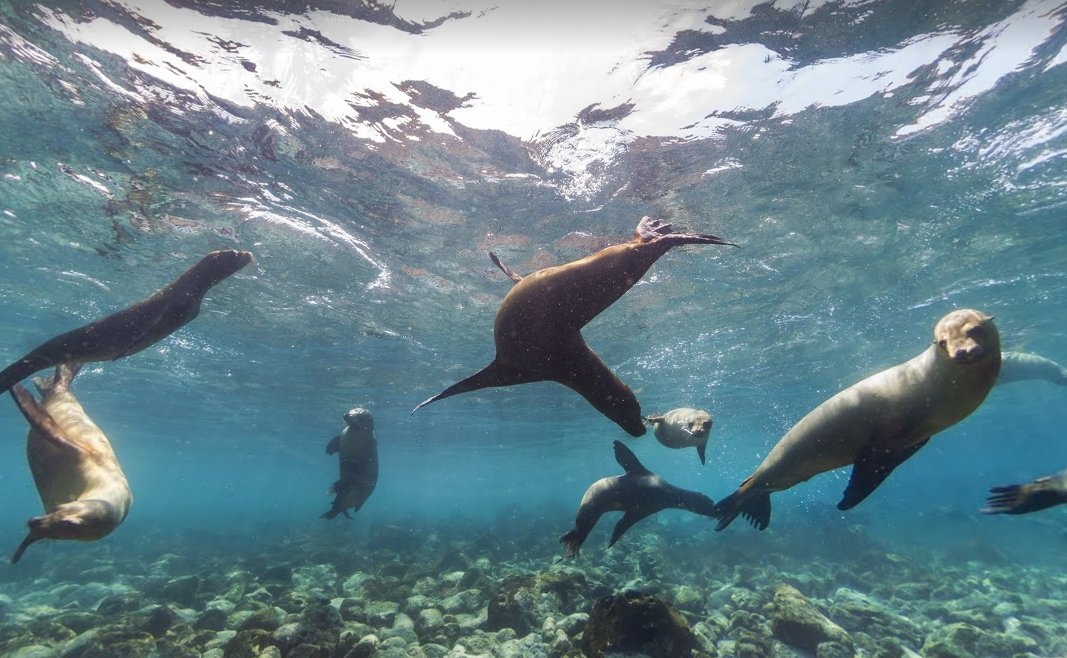 Sư tử biển ở quần đảo Galapagos, hòn đảo tuyệt đẹp rộng 1000 km2 của Nam Mỹ là nơi được mệnh danh là “bảo tàng sống và hiện thực của sự tiến hóa”…