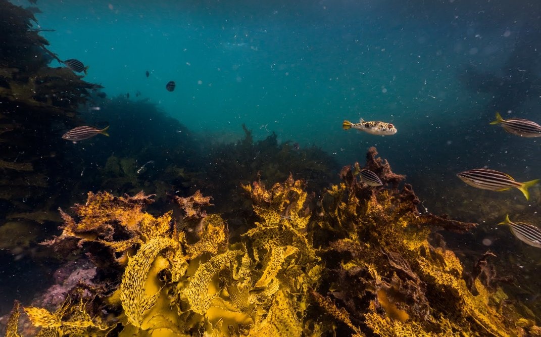 Cảnh quan dưới đảo Bare tại Botany Bay, nơi thuyền trưởng James Cook đã đặt chân lần đầu tại Australia vào năm 1770. Ban đầu nơi này được gọi là vịnh Stingray, bởi vì nó có quá nhiều sinh vật sinh sống.