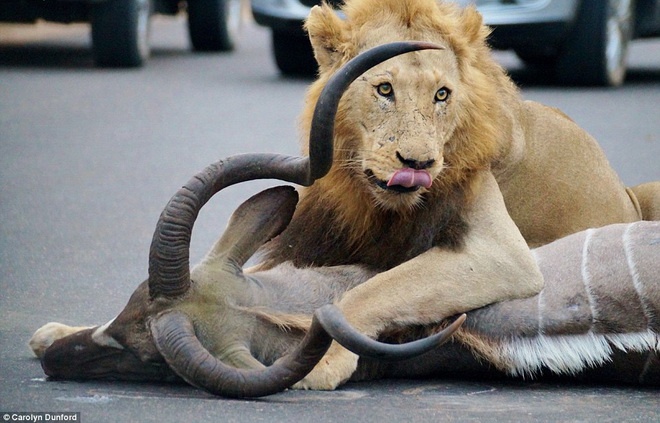 Chú linh dương ngã quỵ sau nhát cắn chí mạng.