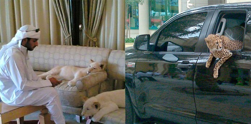Thú chơi “ngông” chọn các loại quái thú như hổ, sư tử làm thú nuôi. Tại đây, bạn có thể dễ dàng nhìn thấy cảnh người dân Dubai đưa hổ đi chơi, dắt sư tử đi dạo.