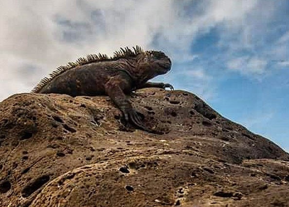 Xếp ngay sau Galapagos là đảo Bali (Indonesia), tiếp đó là đảo quốc Maldivas, đảo Tasmania (Úc) đảo Santorini (Hi Lạp). Ảnh: Instagram/news24.com